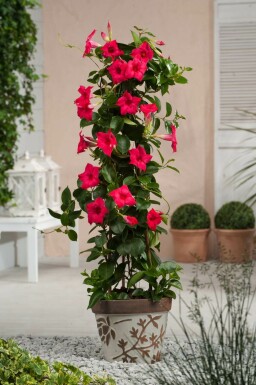 Dipladénia de Sander Mandevilla sanderi Pyramide 60-70 Pot Dipladenia / Mandevilla Pyramide 60-70 cm