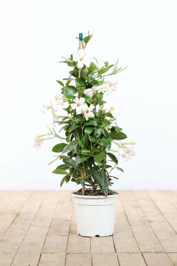 Aucune image disponible