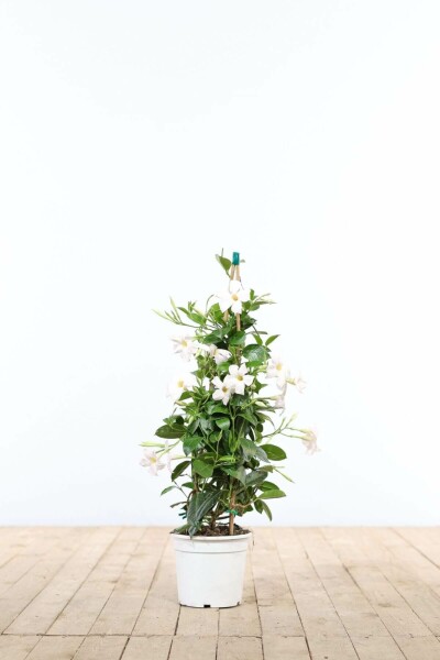 Dipladénia de Sander Mandevilla sanderi Pyramide 35-40 Pot Dipladenia / Mandevilla Pyramide 35-40 cm