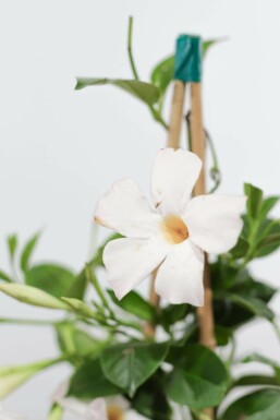 Dipladénia de Sander Mandevilla sanderi Pyramide 35-40 Pot Dipladenia / Mandevilla Pyramide 35-40 cm