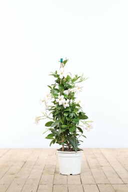 Dipladenia / Mandevilla Pyramide 60-70 cm