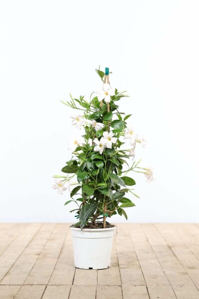 Dipladénia de Sander Mandevilla sanderi Pyramide 80-100 Pot Dipladenia / Mandevilla Pyramide 80-100 cm