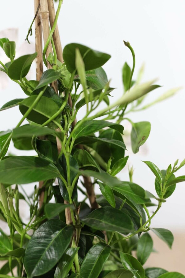 Dipladénia de Sander Mandevilla sanderi Pyramide 80-100 Pot Dipladenia / Mandevilla Pyramide 80-100 cm