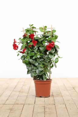 Dipladenia / Mandevilla Support 35-40 cm