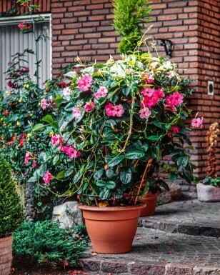 Dipladénia de Sander Mandevilla sanderi Support 35-40 Pot Dipladenia / Mandevilla Support 35-40 cm