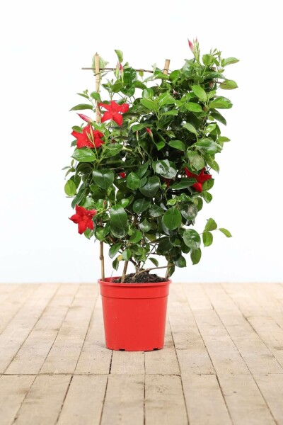 Dipladenia / Mandevilla Support 60-70 cm