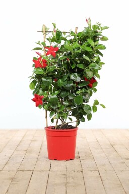 Dipladénia de Sander Mandevilla sanderi Support 60-70 Pot Dipladenia / Mandevilla Support 60-70 cm