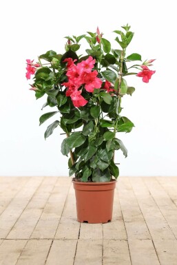 Dipladenia / Mandevilla Support 35-40 cm
