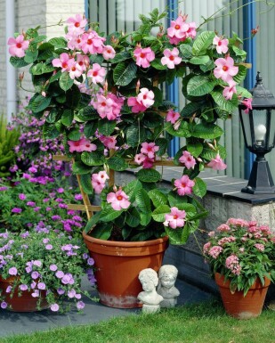 Dipladenia / Mandevilla Support 35-40 cm
