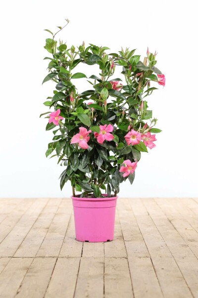 Dipladénia de Sander Mandevilla sanderi Support 60-70 Pot Dipladenia / Mandevilla Support 60-70 cm