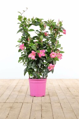 Dipladénia de Sander Mandevilla sanderi Support 60-70 Pot Dipladenia / Mandevilla Support 60-70 cm