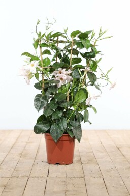 Dipladenia / Mandevilla Support 35-40 cm