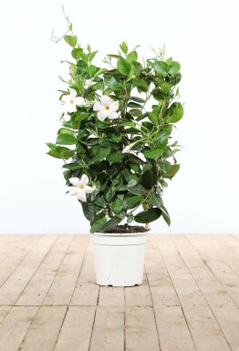 Dipladenia / Mandevilla Support 60-70 cm
