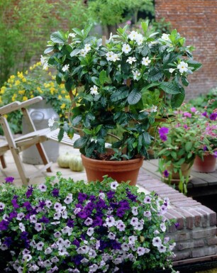 Dipladenia / Mandevilla Support 60-70 cm
