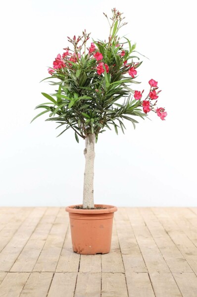 Laurier Rose / Nerium Oleander Sur tige/stipe/tronc 100-120 cm