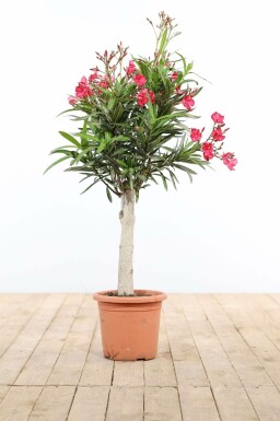 Laurier Rose / Nerium Oleander Sur tige/stipe/tronc 100-120 cm