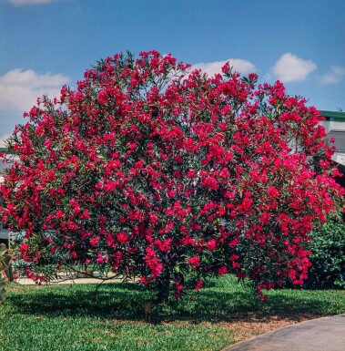 Laurier Rose / Nerium Oleander Sur tige/stipe/tronc 100-120 cm