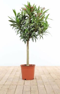Laurier Rose / Nerium Oleander Sur tige/stipe/tronc 120-130 cm