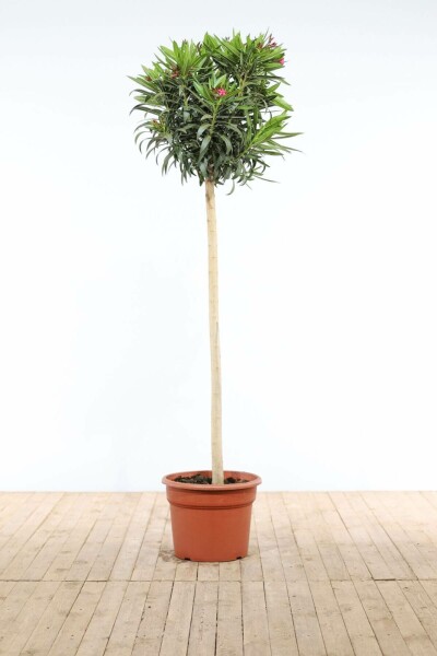 Laurier Rose / Nerium Oleander Sur tige/stipe/tronc 170-180 cm