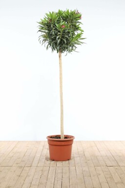 Nérion laurier-rose Nerium oleander Sur tige 170-180 Pot Laurier Rose / Nerium Oleander Sur tige/stipe/tronc 170-180 cm