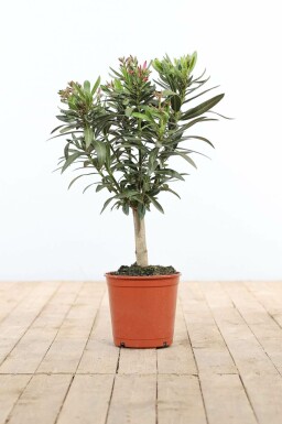 Laurier Rose / Nerium Oleander Sur tige/stipe/tronc 50-60 cm