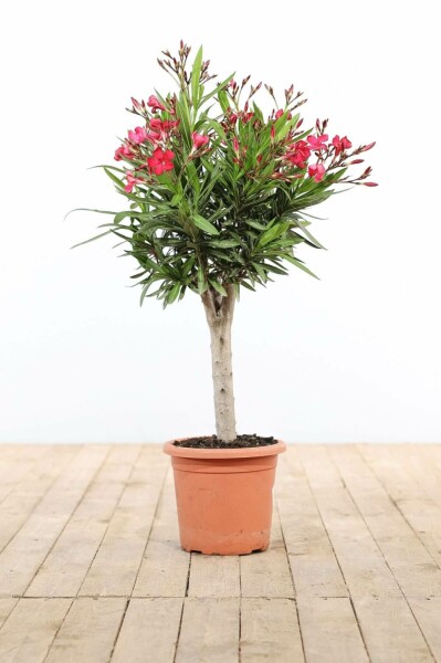 Laurier Rose / Nerium Oleander Sur tige/stipe/tronc 60-70 cm