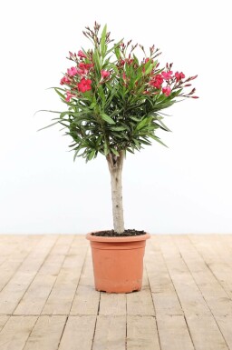 Laurier Rose / Nerium Oleander Sur tige/stipe/tronc 60-70 cm
