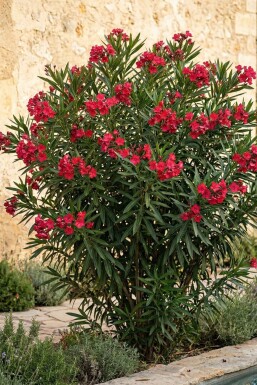Laurier Rose / Nerium Oleander Sur tige/stipe/tronc 60-70 cm