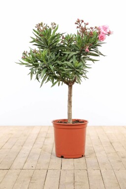 Nérion laurier-rose Nerium oleander Sur tige 100-120 Pot Laurier Rose / Nerium Oleander Sur tige/stipe/tronc 100-120 cm
