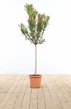 Laurier Rose / Nerium Oleander Sur tige/stipe/tronc 120-130 cm