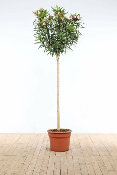 Nérion laurier-rose Nerium oleander Sur tige 170-180 Pot Laurier Rose / Nerium Oleander Sur tige/stipe/tronc 170-180 cm