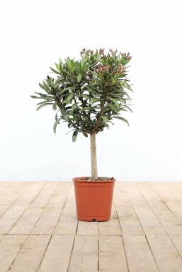 Laurier Rose / Nerium Oleander Sur tige/stipe/tronc 50-60 cm