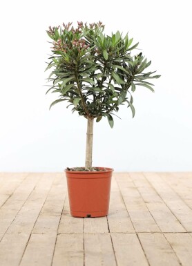 Laurier Rose / Nerium Oleander Sur tige/stipe/tronc 60-70 cm