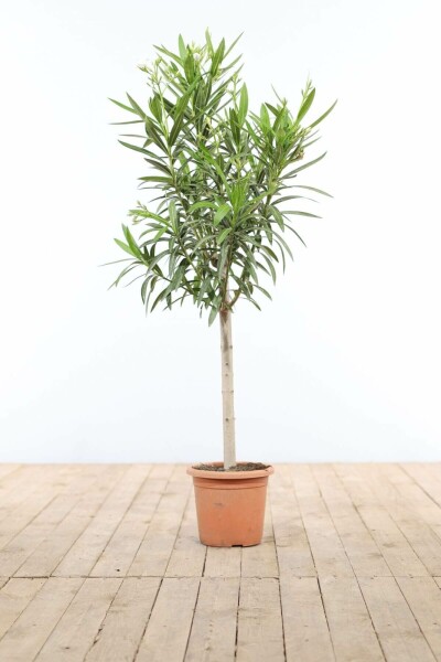Laurier Rose / Nerium Oleander Sur tige/stipe/tronc 100-120 cm