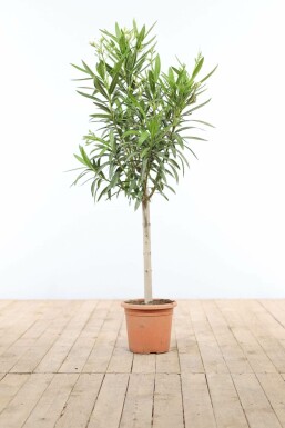 Laurier Rose / Nerium Oleander Sur tige/stipe/tronc 100-120 cm