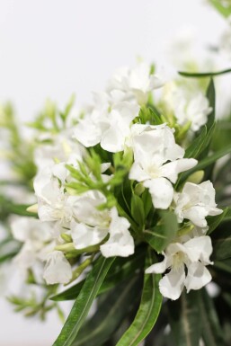 Laurier Rose / Nerium Oleander Sur tige/stipe/tronc 100-120 cm
