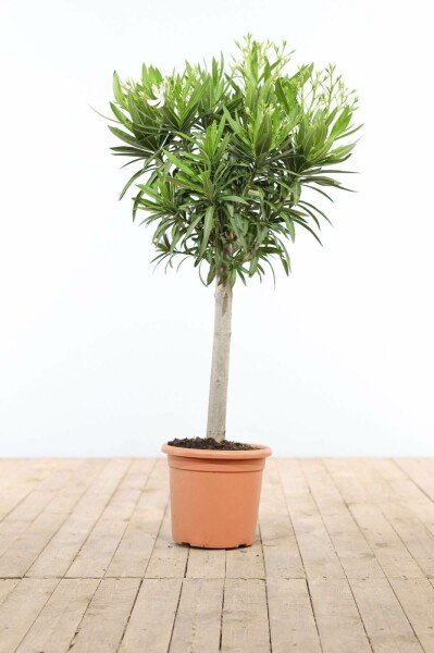 Nérion laurier-rose Nerium oleander Sur tige 120-130 Pot Laurier Rose / Nerium Oleander Sur tige/stipe/tronc 120-130 cm
