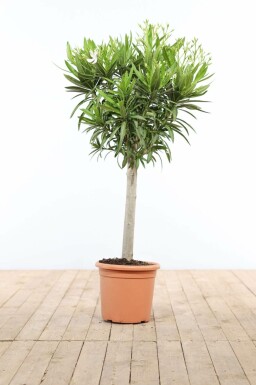Laurier Rose / Nerium Oleander Sur tige/stipe/tronc 120-130 cm