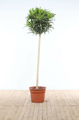 Laurier Rose / Nerium Oleander Sur tige/stipe/tronc 170-180 cm