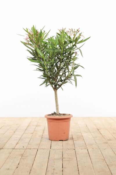 Laurier Rose / Nerium Oleander Sur tige/stipe/tronc 50-60 cm