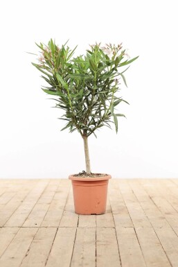 Laurier Rose / Nerium Oleander Sur tige/stipe/tronc 50-60 cm