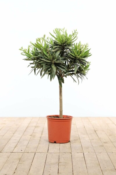 Laurier Rose / Nerium Oleander Sur tige/stipe/tronc 60-70 cm