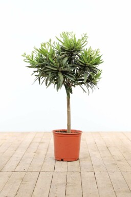 Laurier Rose / Nerium Oleander Sur tige/stipe/tronc 60-70 cm