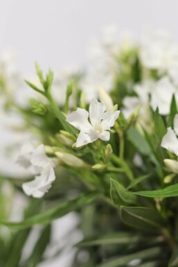 Laurier Rose / Nerium Oleander Sur tige/stipe/tronc 60-70 cm