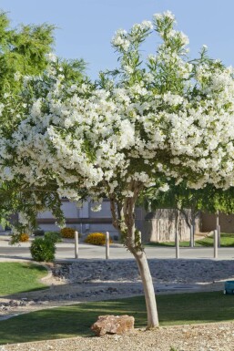 Laurier Rose / Nerium Oleander Sur tige/stipe/tronc 60-70 cm