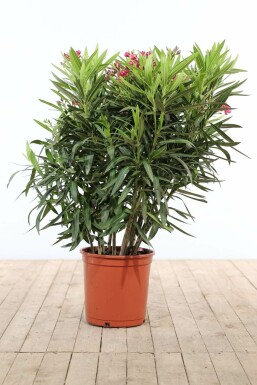 Nérion laurier-rose Nerium oleander Arbuste 100-120 Pot Laurier Rose / Nerium Oleander Arbuste 100-120 cm