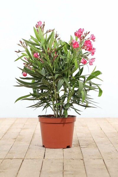 Laurier Rose / Nerium Oleander Arbuste 50-60 cm