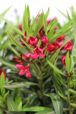 Nérion laurier-rose Nerium oleander Arbuste 50-60 Pot