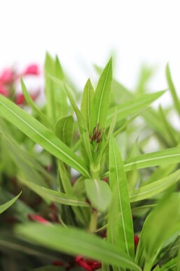 Laurier Rose / Nerium Oleander Arbuste 70-80 cm