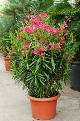 Laurier Rose / Nerium Oleander Arbuste 70-80 cm